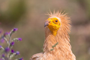 Detailed portrait of a wild Egyptian vulture with green background