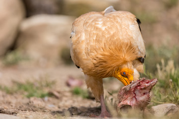 Portrait of a wild Egyptian vulture on the ground with green background