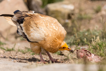 Egyptian vulture on the ground with green background