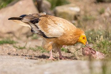 Portrait of a wild Egyptian vulture on the ground with green background