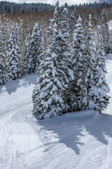 Pine Trees in Snow 2 