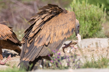 Portrait of a Griffon vulture with green background