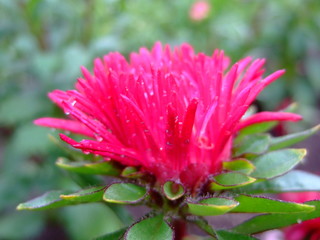 Obraz premium Beautiful summer flowers. Bright sunny day. Summer. Bright colours. Lots of sun. Red flower. Summer. Sun. Bright colours. Red. Crimson. Green. Park. Flowers. Summer flowers.