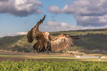 Fototapeta na wymiar Griffon vulture landing