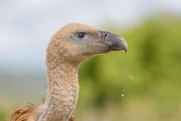 Portrait of a Griffon vulture with green background