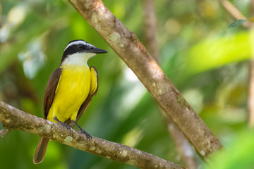     Great kiskadee, yellow exotic bird in Costa Rica 