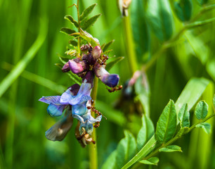 An omnipresent ants on wild vetch  flower in the summer meadow