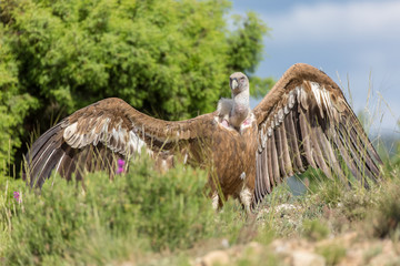 Portrait of a Griffon vulture with green background