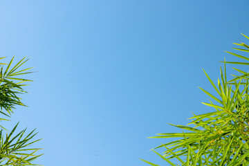 The green bamboo leaves have a sharp number of characteristics around the edges. The edges are framed amidst the blue background.
