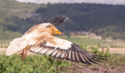 Detailed portrait of a wild Egyptian vulture with green background
