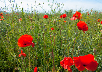 A bright summer meadow with fresh grass and scarlet  poppy flowers