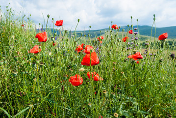 A bright summer meadow with fresh grass and scarlet  poppy flowers