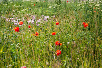 A bright summer meadow with fresh grass and scarlet  poppy flowers