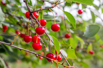 Red berries are cherries on the branches of a tree_