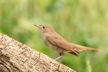 Fototapeta premium Common nightingale perched on a trunk and green background