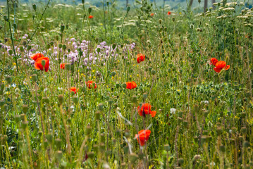 A bright summer meadow with fresh grass and scarlet  poppy flowers
