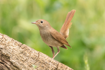 Common nightingale perched on a trunk and green background