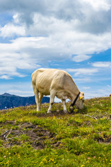 Alpe di Siusi, Seiser Alm with Sassolungo Langkofel Dolomite, a white cow standing on top of a grass covered field