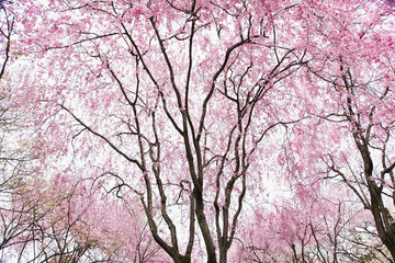 京都の枝垂れ桜