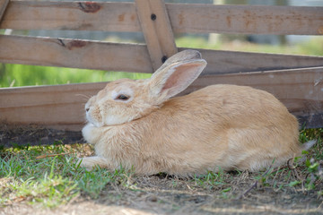 The rabbit crouching