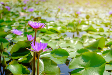 Purple lotus.