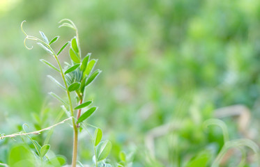 植物のマクロ撮影