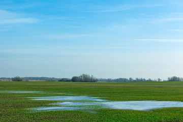 landscape of green field with large puddles on a clear sunny day