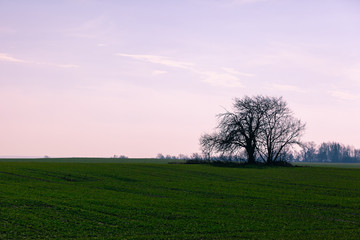 Fototapeta na wymiar tree silhouette in the middle of a green field against a purple sky