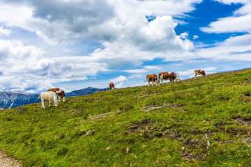 Alpe di Siusi, Seiser Alm with Sassolungo Langkofel Dolomite, a herd of cattle grazing on a lush...