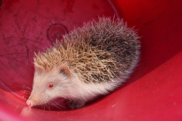 Prickly hedgehog with red eyes in red bucket trap close up
