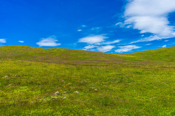 Alpe di Siusi, Seiser Alm with Sassolungo Langkofel Dolomite, a close up of a lush green field