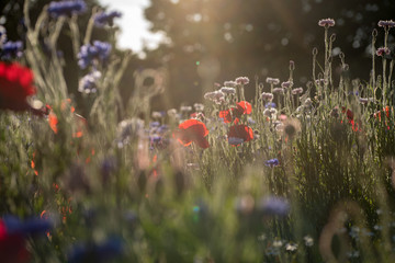 夕日に照らされる花