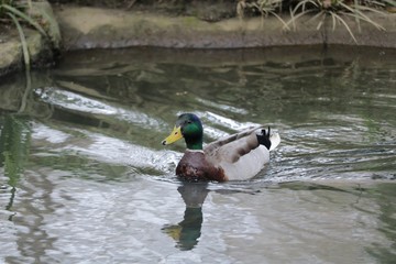Canard Colvert
