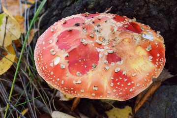 Dangerous colorful amanita in forest under tree