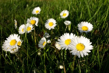 Blooming daisies flowers in grass during spring