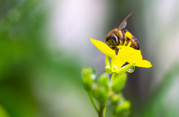 bee on yellow rocket flower