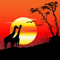 Africa, ethnic, savannah, sunrise, sunset. Giraffe, silhouette, panorama, nature, travel.