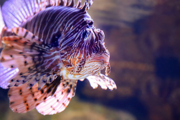 Lion fish in the dark water.