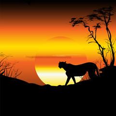 Africa, savannah, sunrise, sunset. Cheetah, silhouette, panorama, nature, travel.