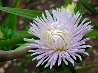 Beautiful summer flowers. Lush blooms. Bright summer day.