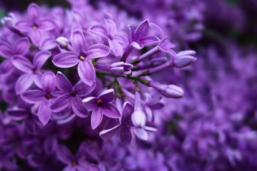 Closeup of purple lilac flowers in spring
