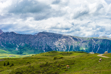 Alpe di Siusi, Seiser Alm with Sassolungo Langkofel Dolomite, a large green field with a mountain in the background