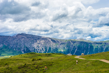 Alpe di Siusi, Seiser Alm with Sassolungo Langkofel Dolomite, a large green field with a mountain in the background