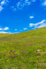 Obraz premium Alpe di Siusi, Seiser Alm with Sassolungo Langkofel Dolomite, a close up of a lush green field