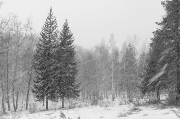 Fototapeta na wymiar winter landscape with trees and snowfall