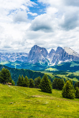 Obraz premium Alpe di Siusi, Seiser Alm with Sassolungo Langkofel Dolomite, a large green field with a mountain in the background