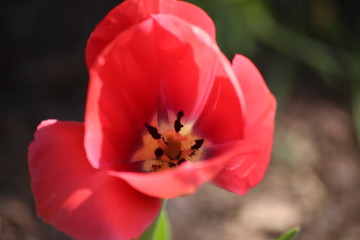 Fototapeta na wymiar coquelicot 