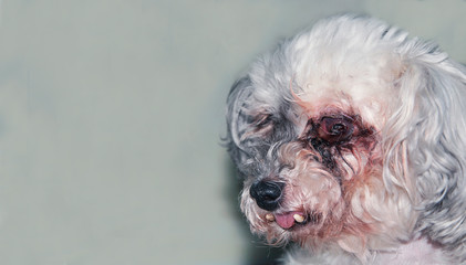 Little white old dog is blind. Age deformation of teeth (concept pets)