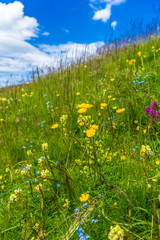 Alpe di Siusi, Seiser Alm with Sassolungo Langkofel Dolomite, a yellow flower in a field