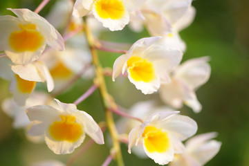 White yellow orchid plant flower 